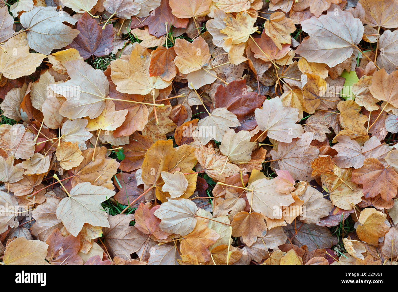 Fallen italian maple leaves in autumn Acer opalus Stock Photo