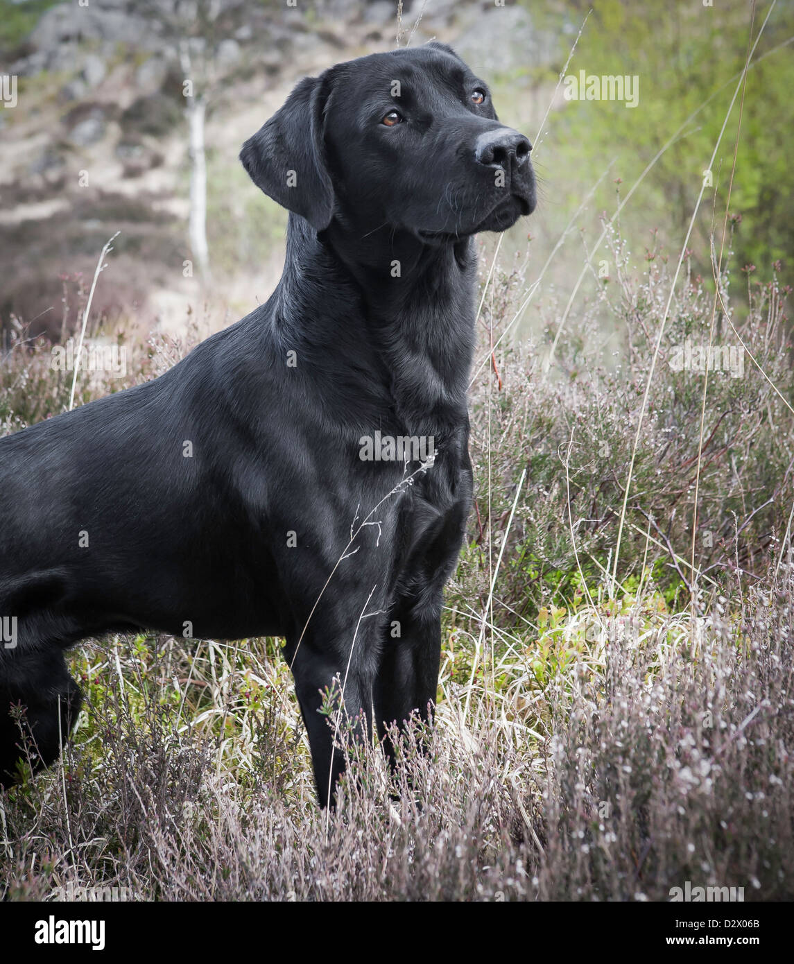 Labrador Retriever Gundog Black portrait in natural surroundings Stock Photo