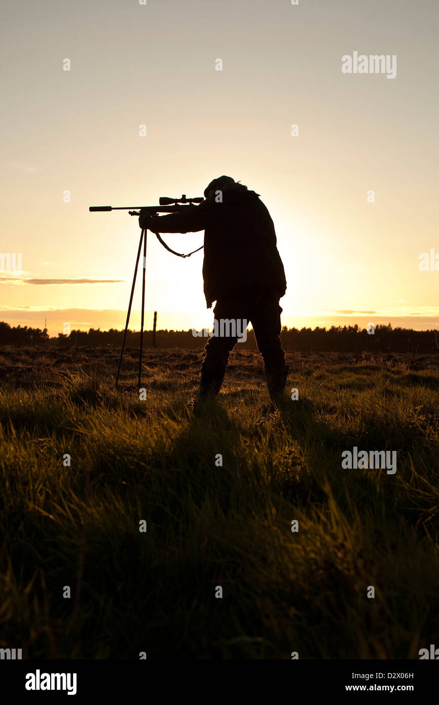 Hunter aiming rifle, backlit, Thetford forest, UK Stock Photo