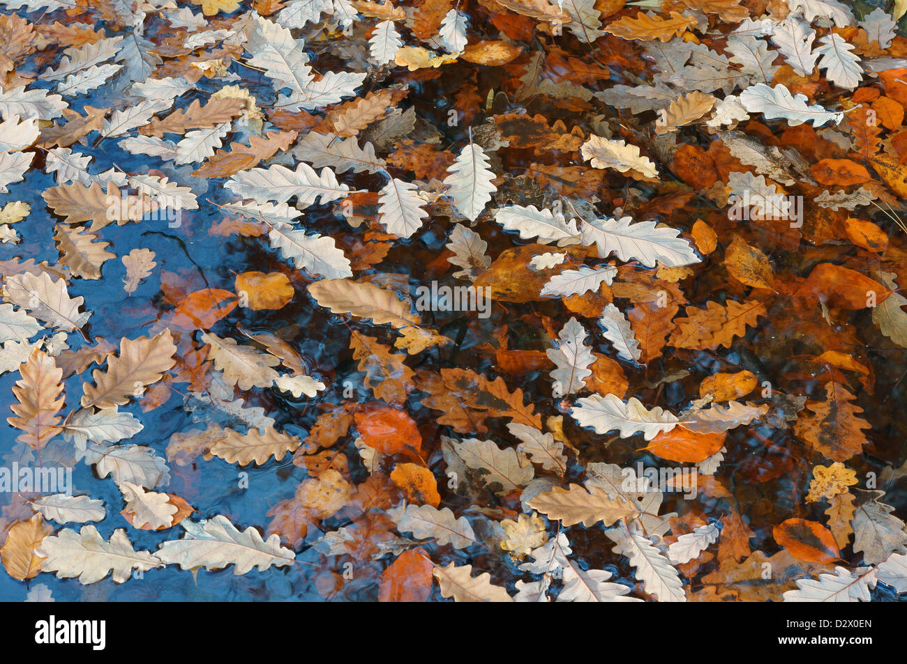 Fallen sessile oak leaves floating on the water Quercus petraea Stock ...