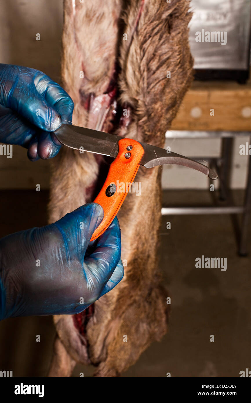 Choosing a knife blade and animal carcass, Thetford forest, UK Stock Photo