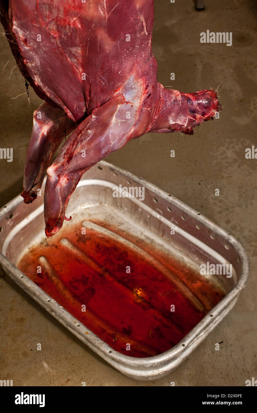 Blood draining hi-res stock photography and images - Alamy
