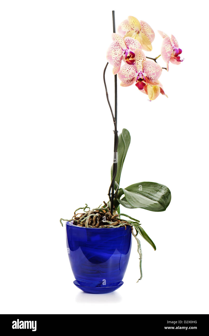 Tiger lilies vase hi-res stock photography and images - Alamy