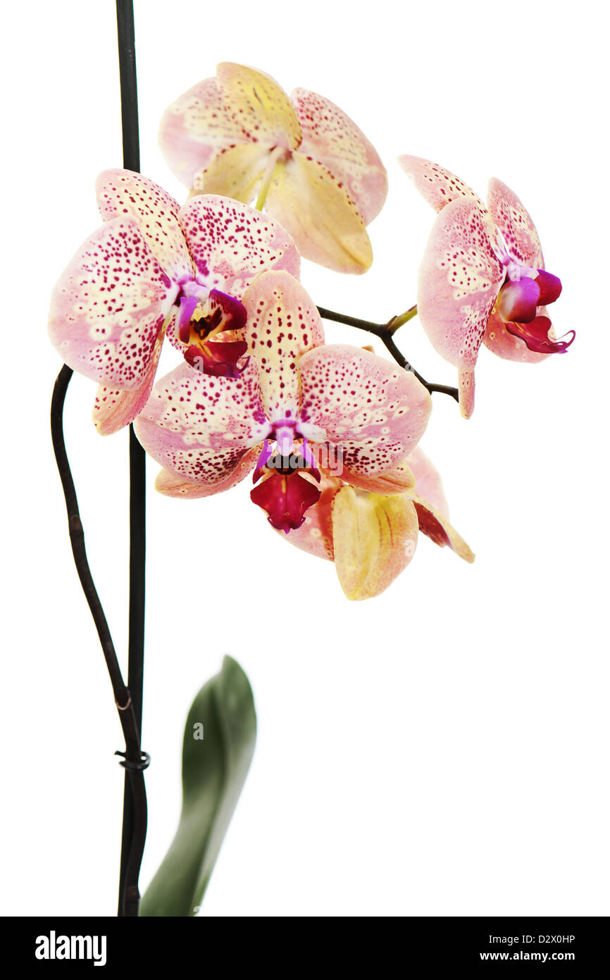 tiger orchid isolated on white background Stock Photo - Alamy