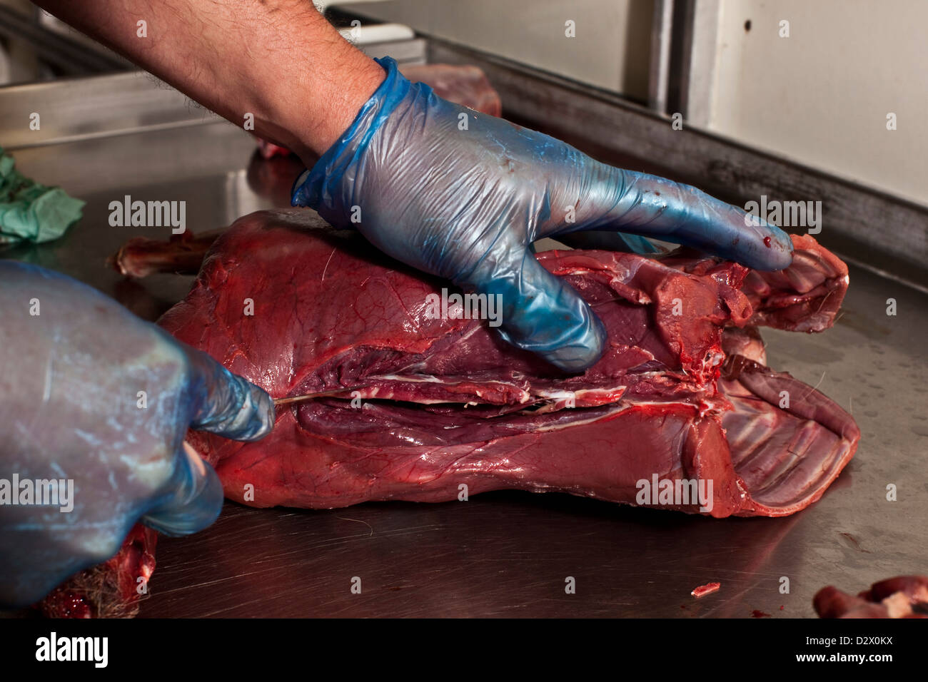 Man cutting venison meat on abattoir table, Thetford forest, UK Stock Photo