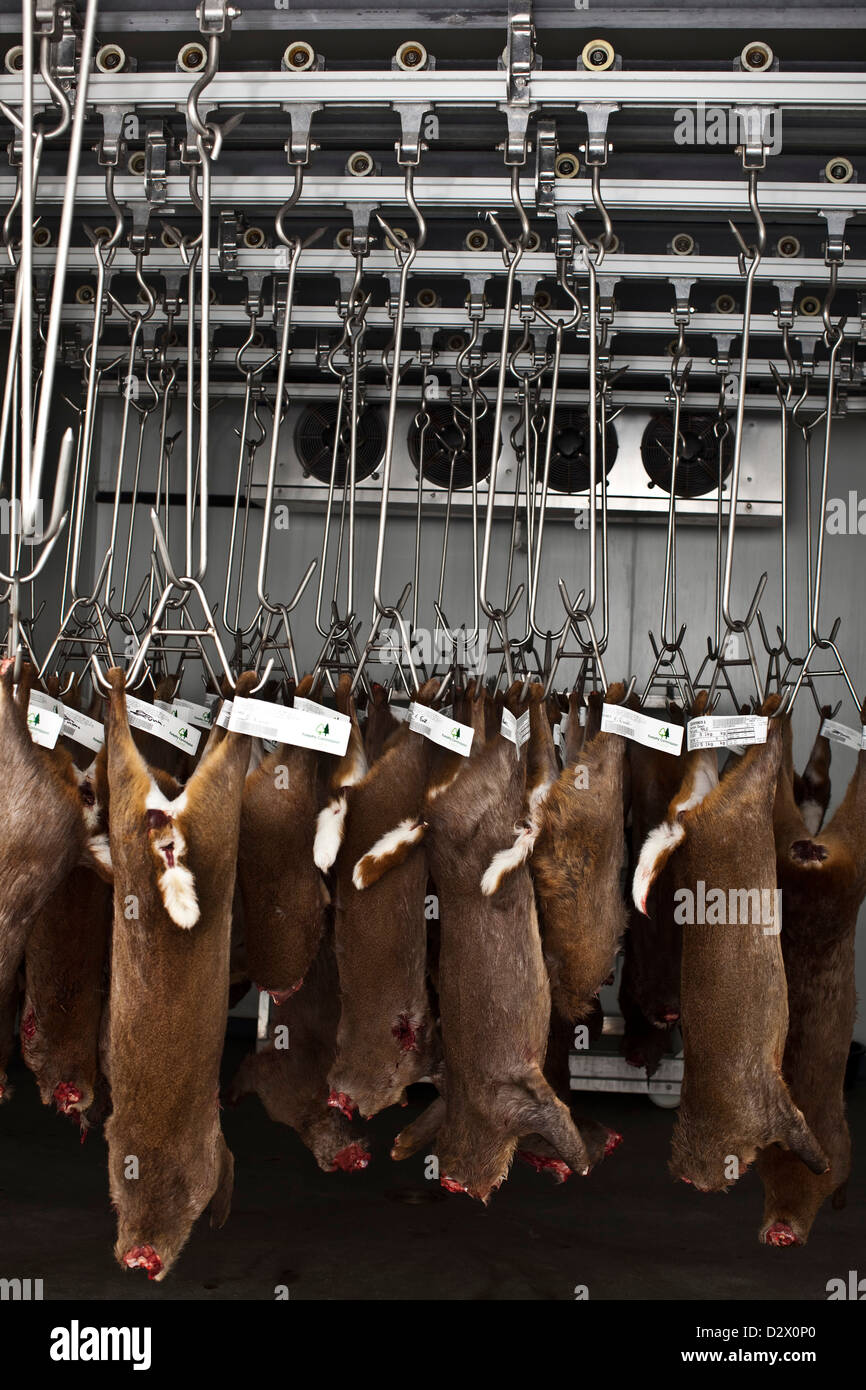 Dead deers hang from hooks in abattoir, Thetford, UK Stock Photo Alamy