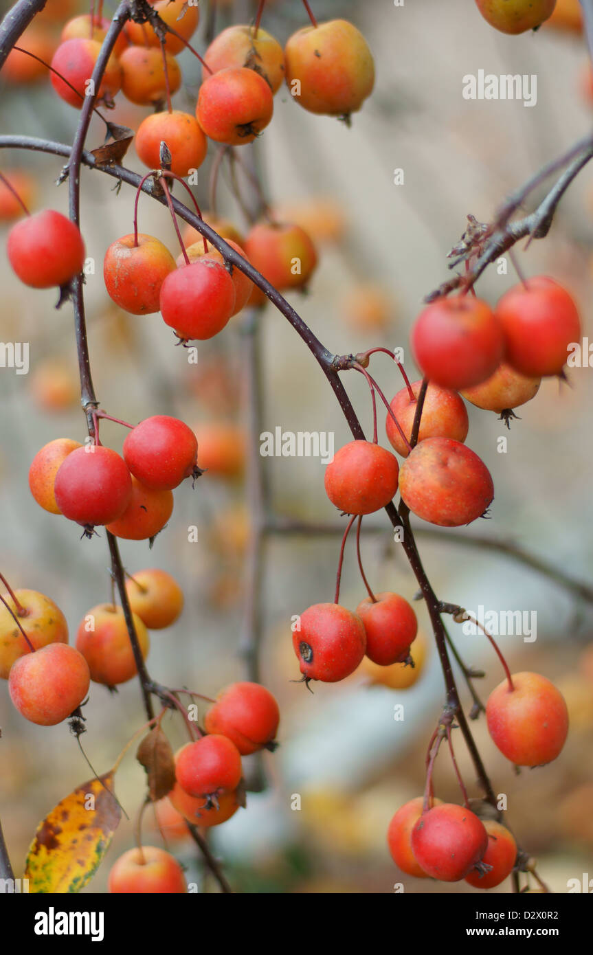 Ripe little ornamental apples in autumn Malus purpurea Stock Photo