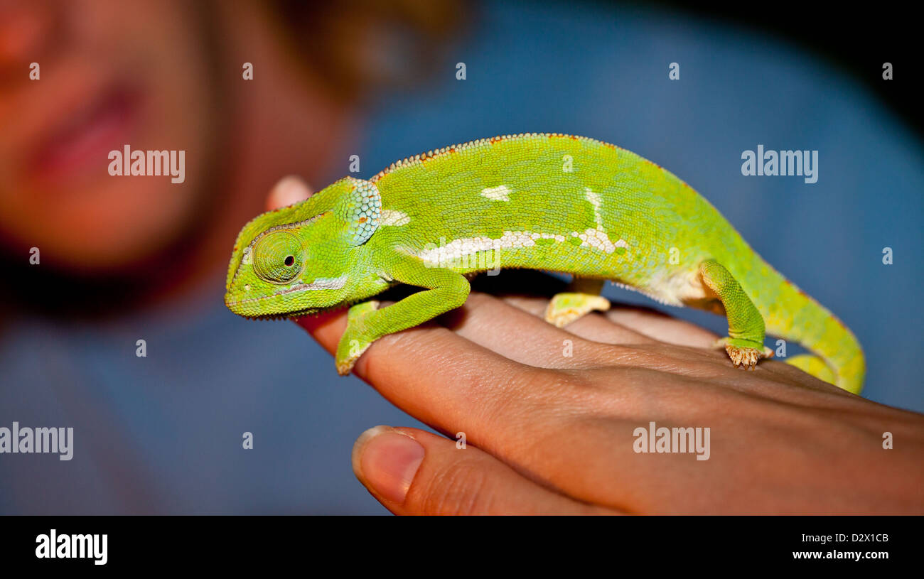 A Chameleon sits on the hand of a lady while a man looks on from the background. Serengeti National Park, Tanzania Stock Photo
