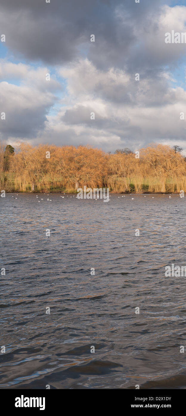 Group of willow trees contrast in winter orange color to storm clouds intermittent with rays of sunshine and lakes surface Stock Photo
