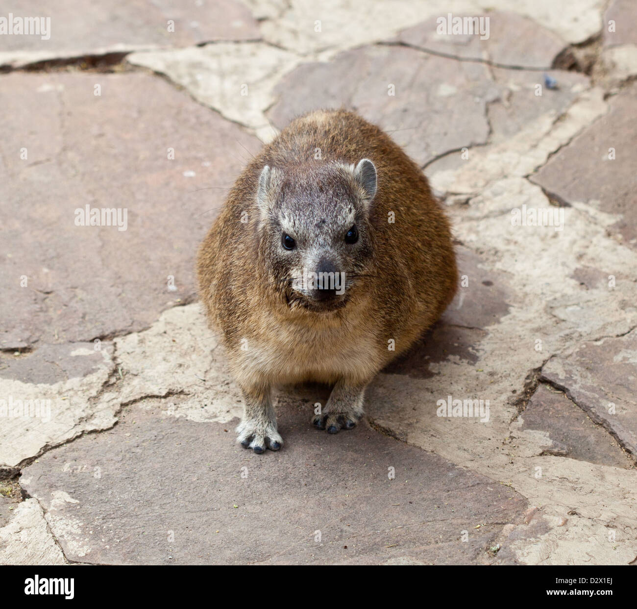 The somewhat smaller pachyderm, the rock hyrax. Serengeti National Park, Tanzania Stock Photo