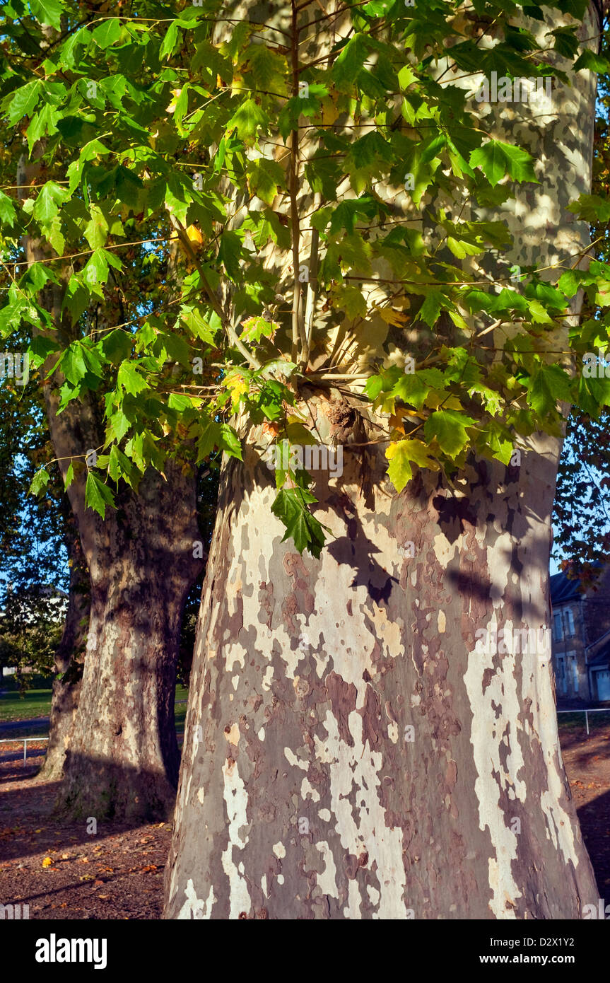 Trunk and leaves of London Plane / Platanus tree - France. Stock Photo