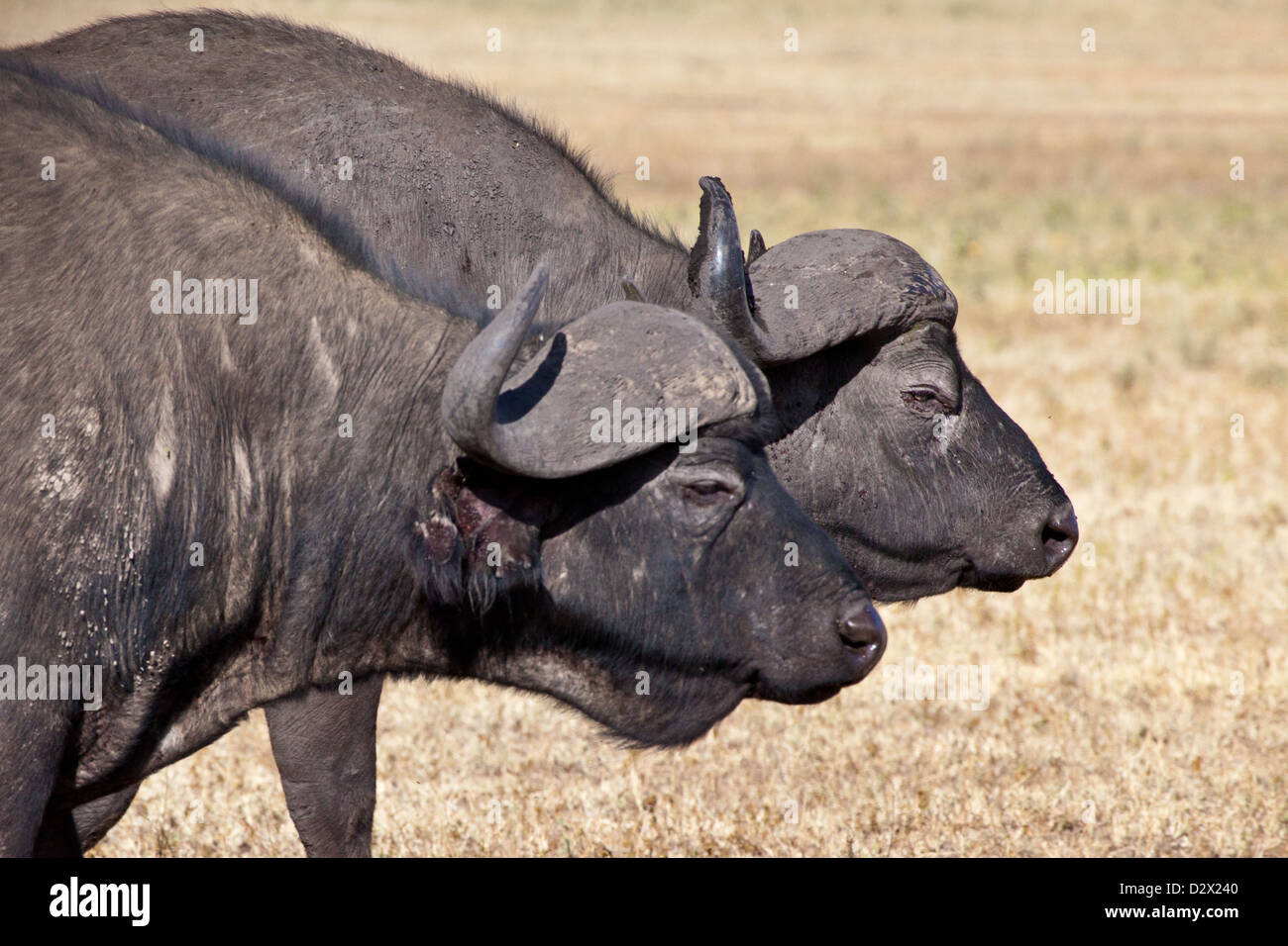 One of the'Big 5' the cape buffalo in the Serengeti. Serengeti National Park, Tanzania. Stock Photo