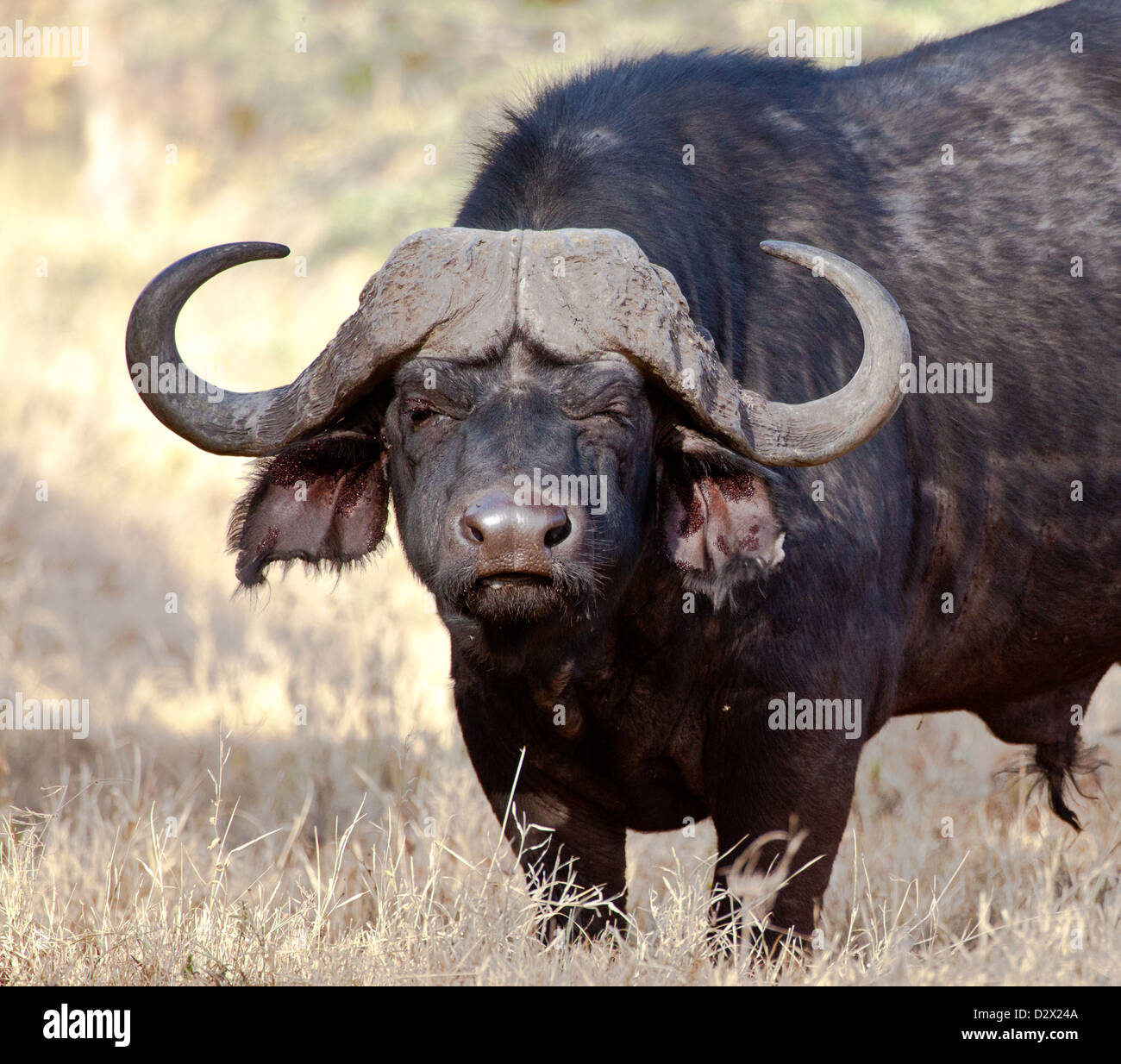 One of the'Big 5' the cape buffalo in the Serengeti. Serengeti National Park, Tanzania. Stock Photo