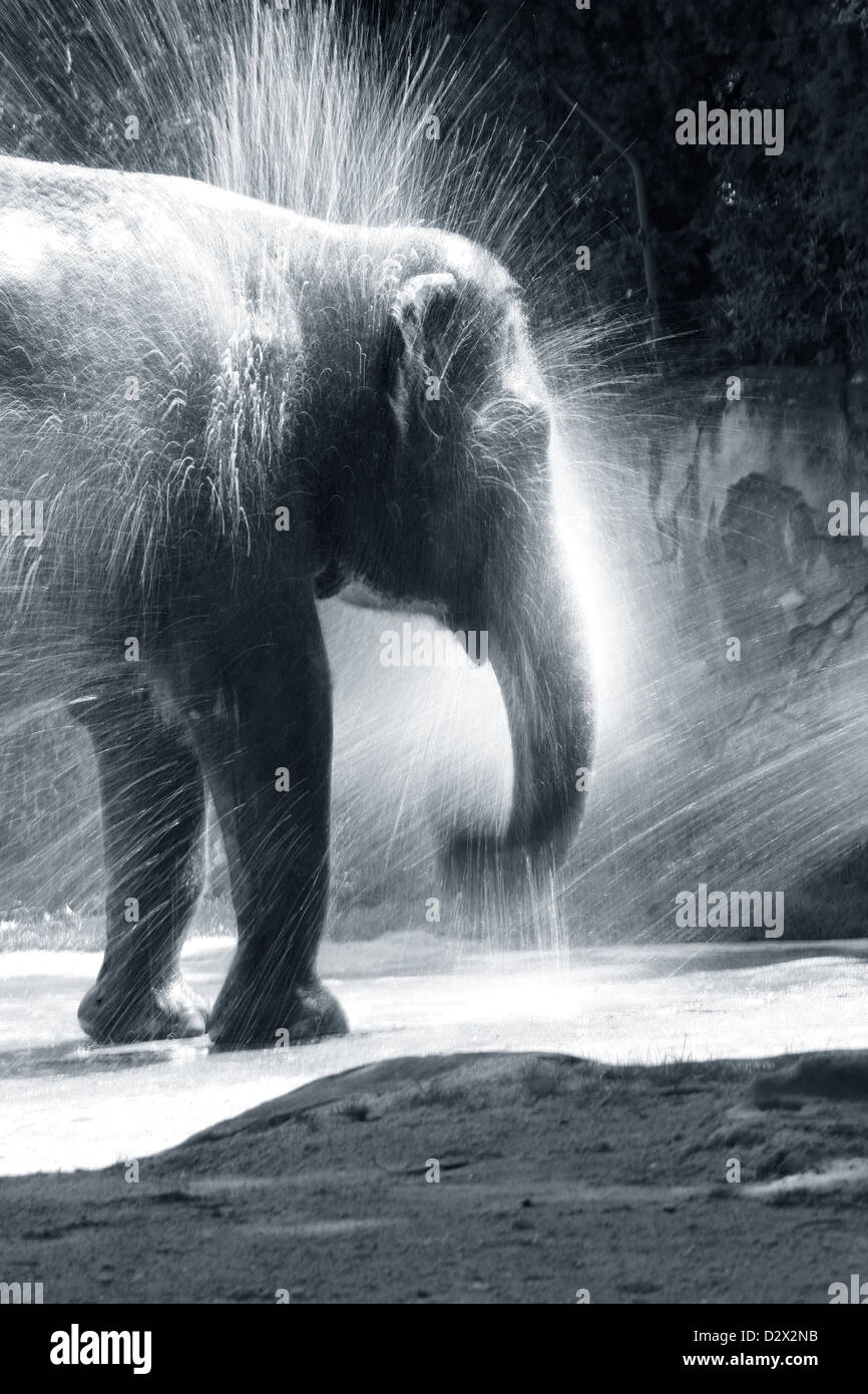 The elephant bathes in water. Zoo in New Zealand Stock Photo