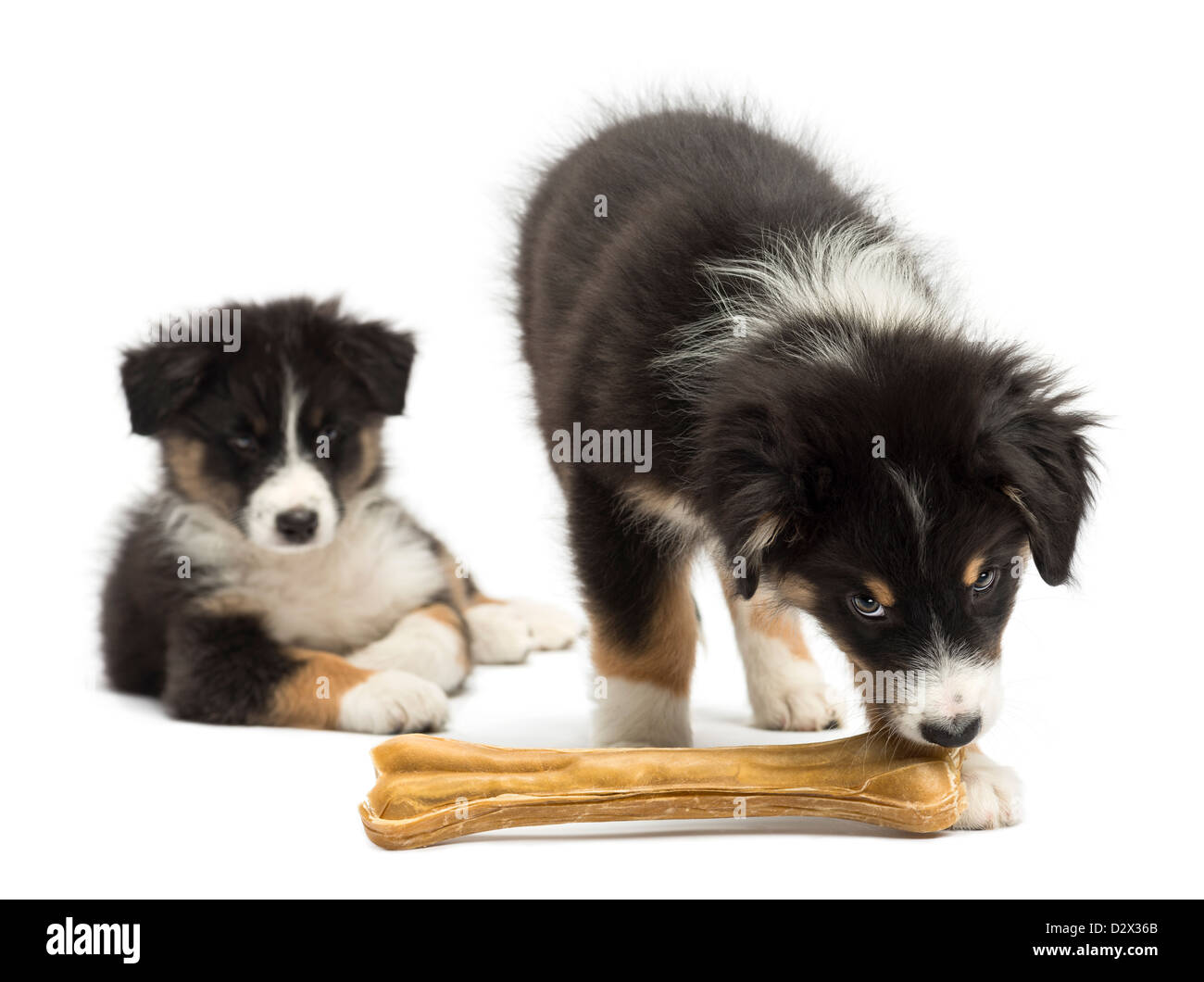 Can Dogs Eat Knuckle Bones