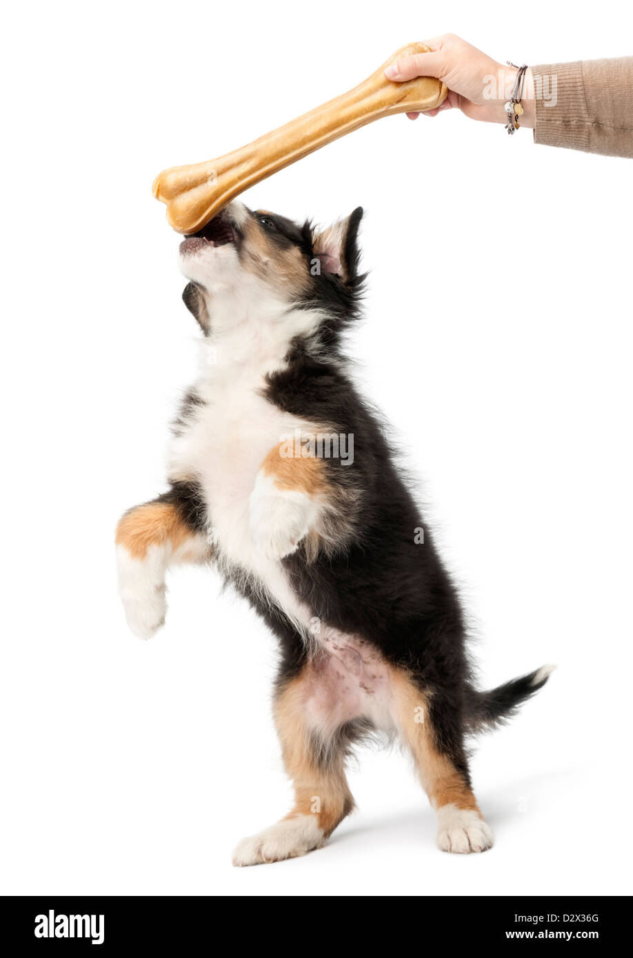 Australian Shepherd puppy, 2 months old, looking up at a knuckle bone against white background Stock Photo