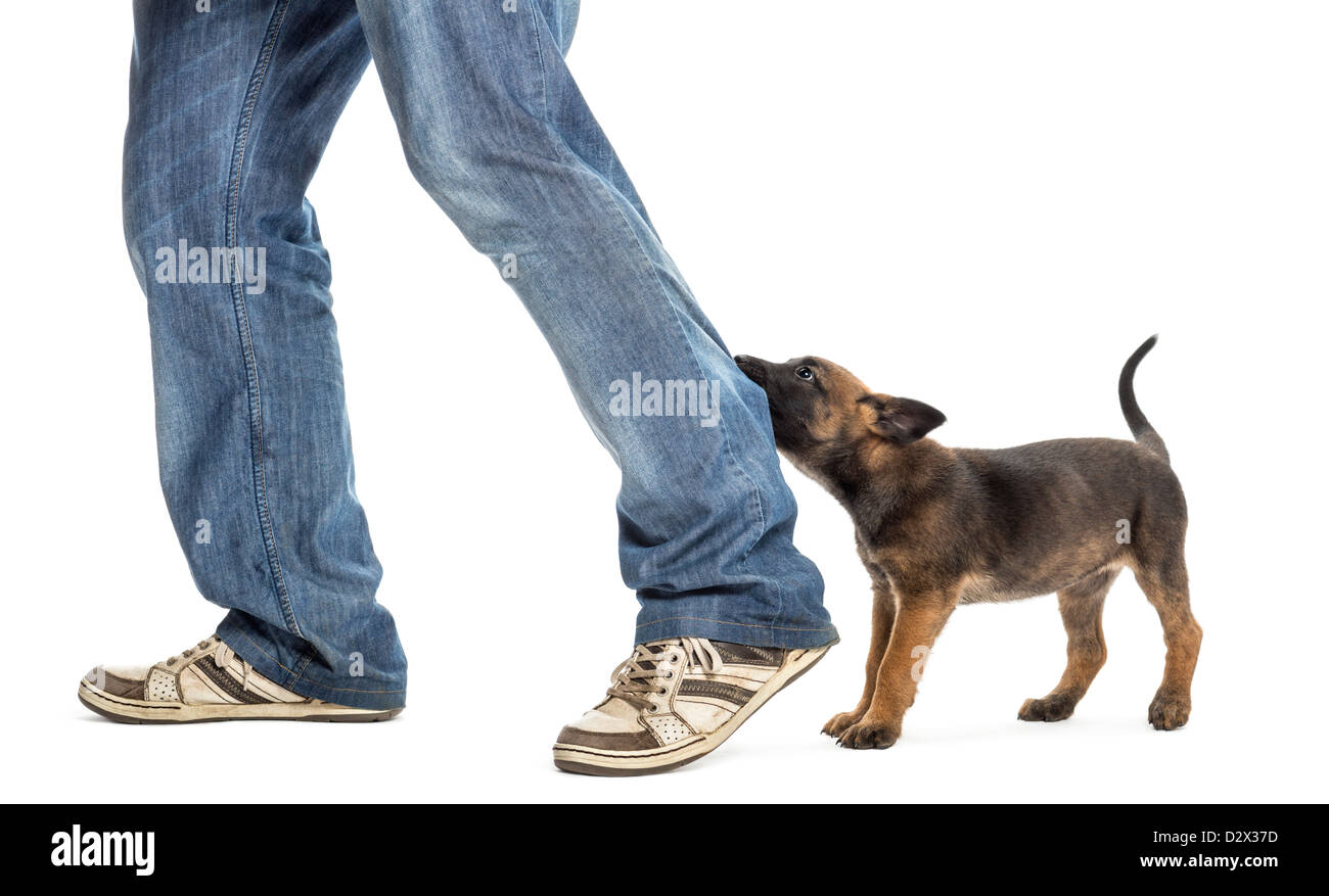 Dog biting leg hi res stock photography and images Alamy