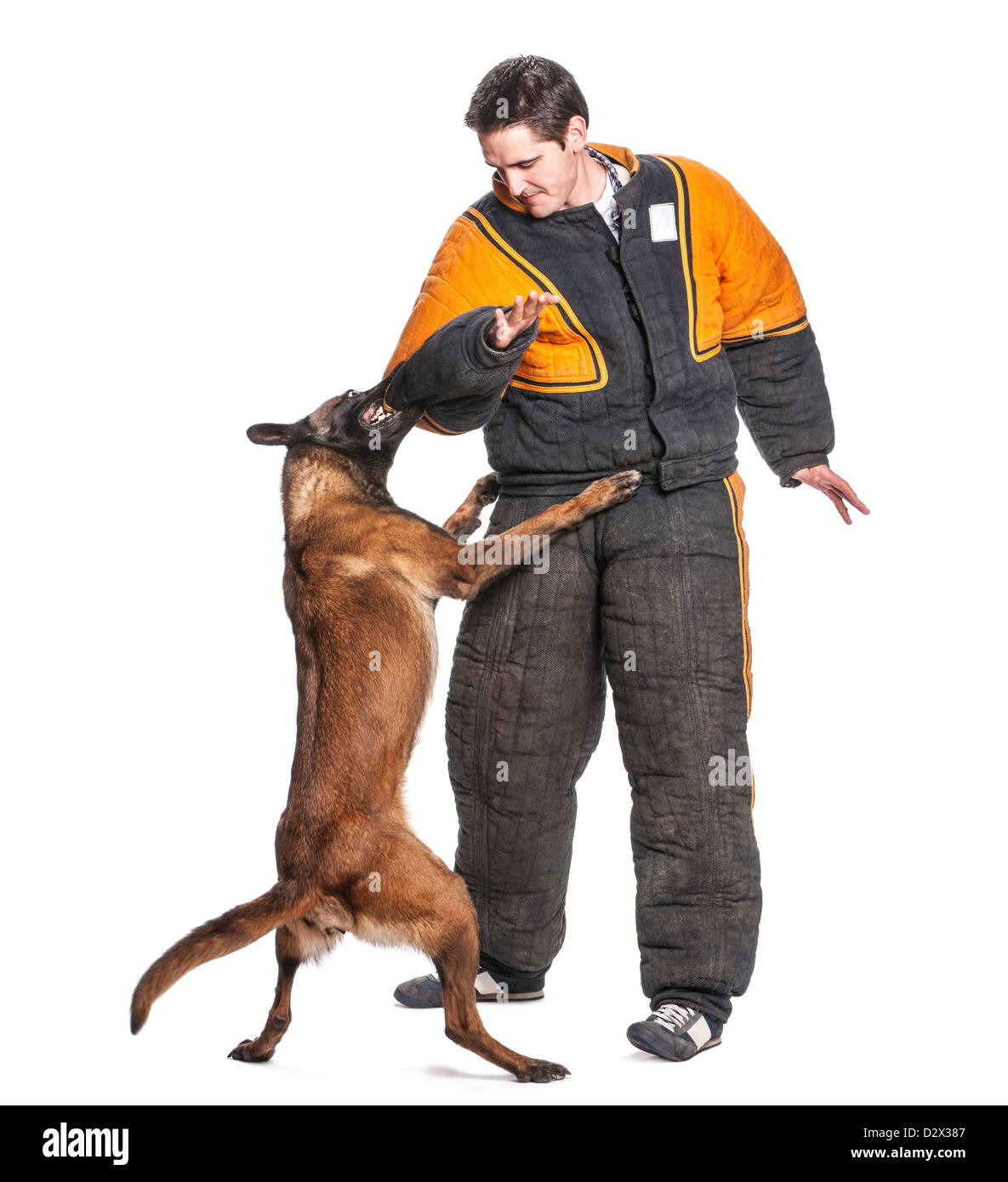 Belgian Shepherd attacking the arm of a trainer wearing a body bite suit against white background Stock Photo
