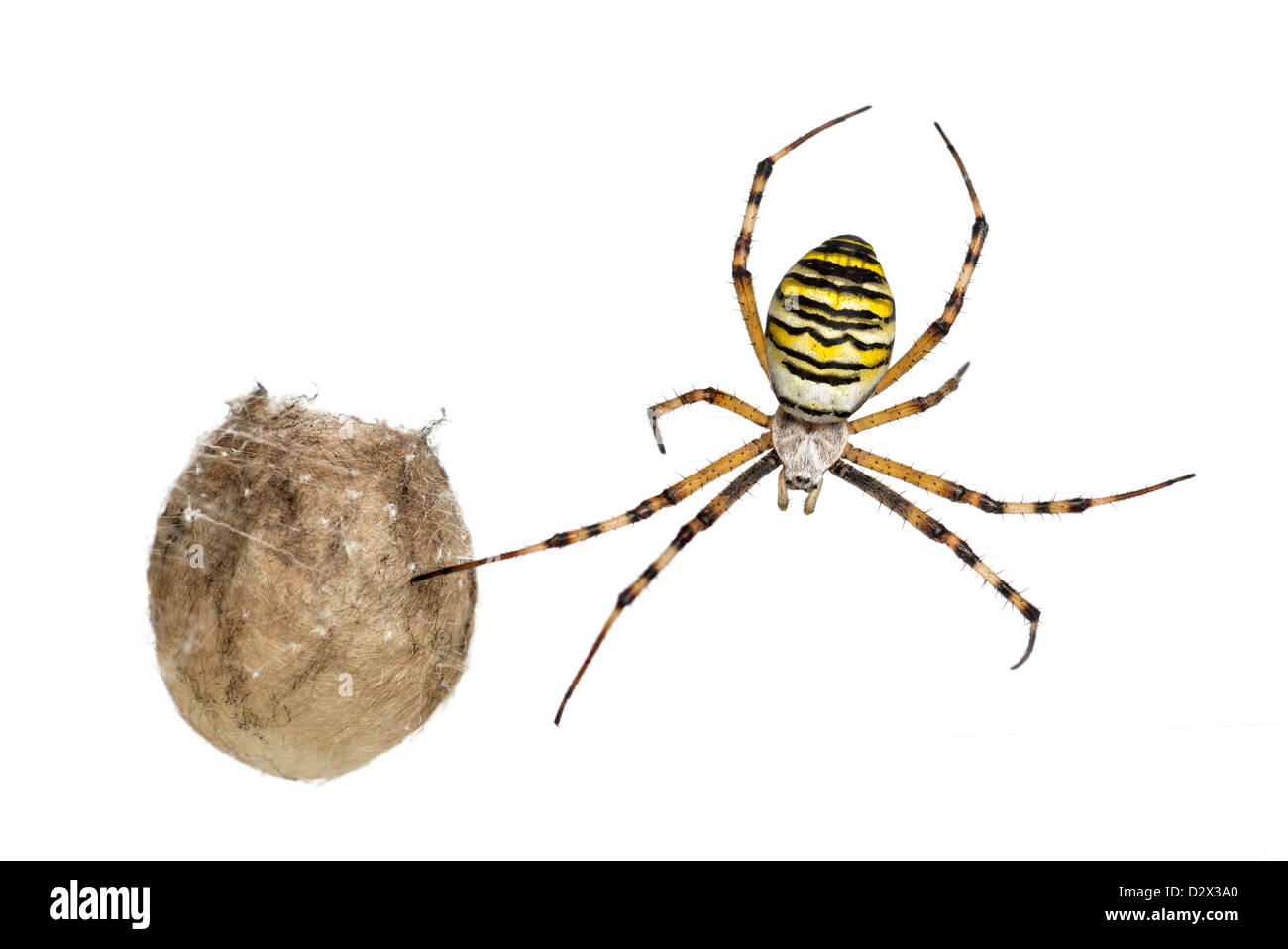 Wasp Spider, Argiope bruennichi, hanging next to its egg sack against white background Stock Photo