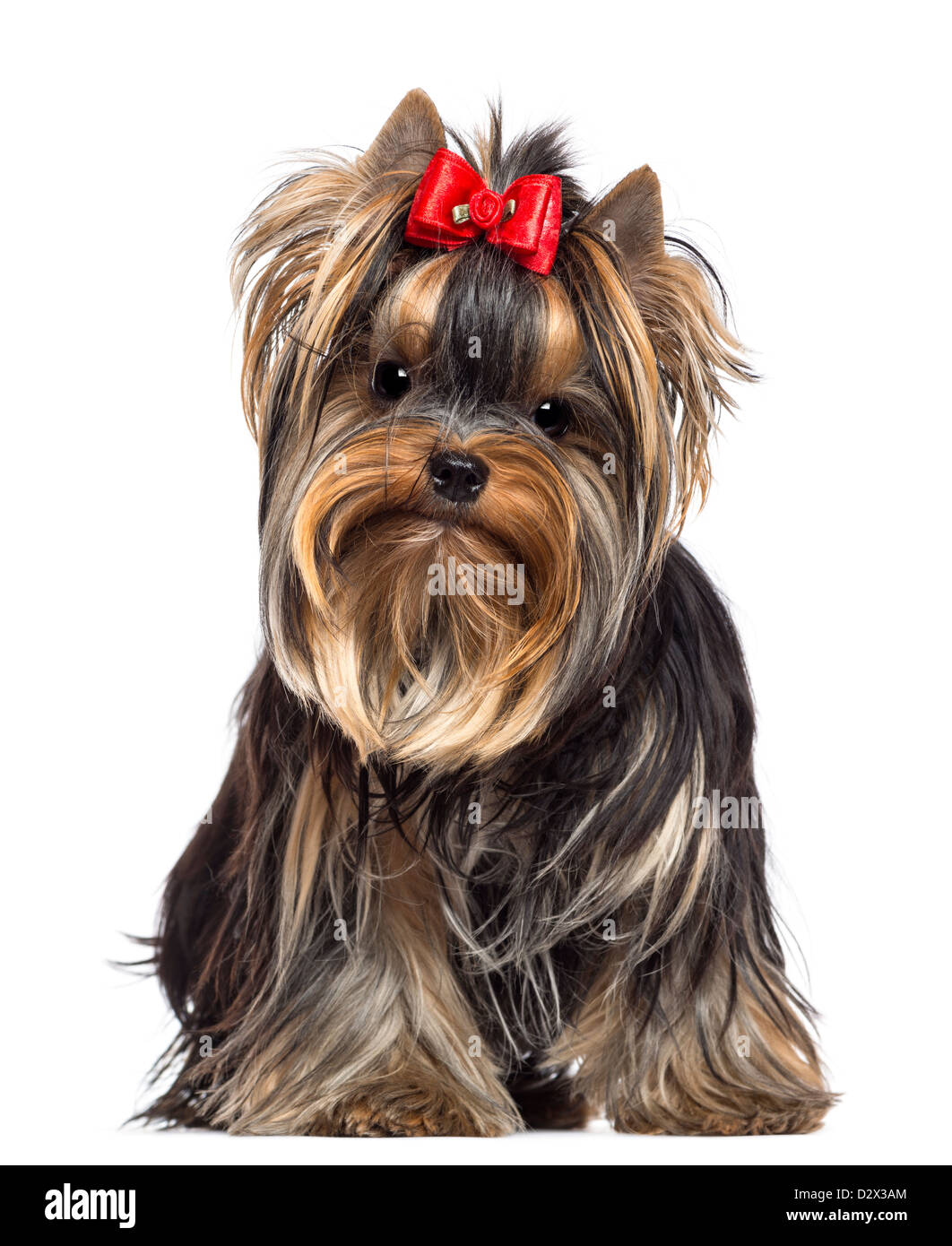 бивер терьер. йоркширский терьер 8 месяцев. йоркширский терьер 8 месяцев. йоркширский терьер пупся. йоркширский терьер 8 месяцев.