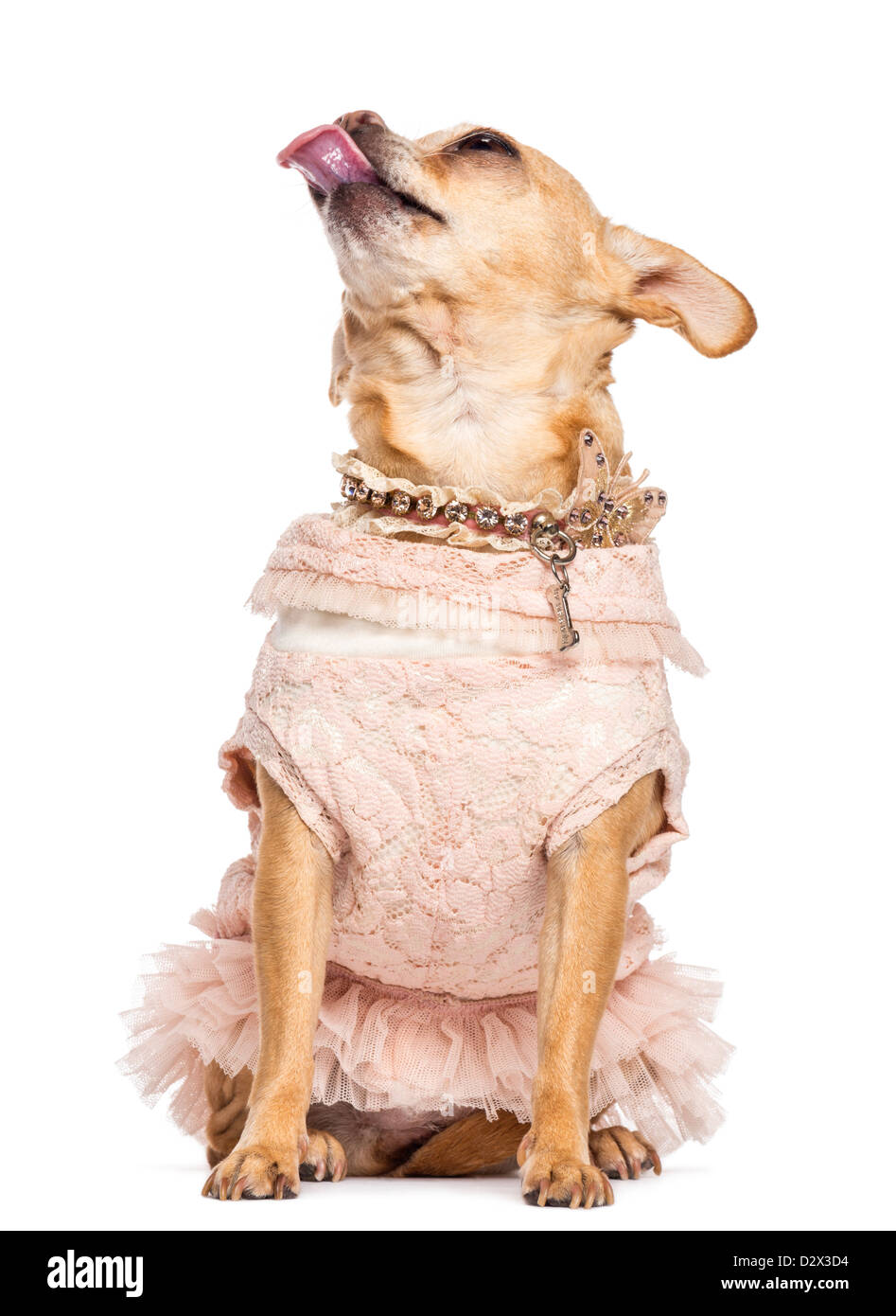 Chihuahua sitting in a dress, looking up and sticking its tongue out against white background Stock Photo