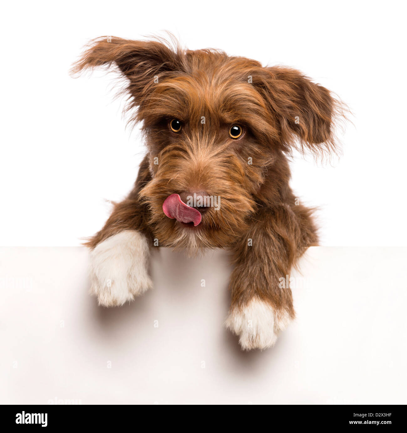 Crossbreed, 5 months old, leaning on a white panel and lick his lips against white background Stock Photo