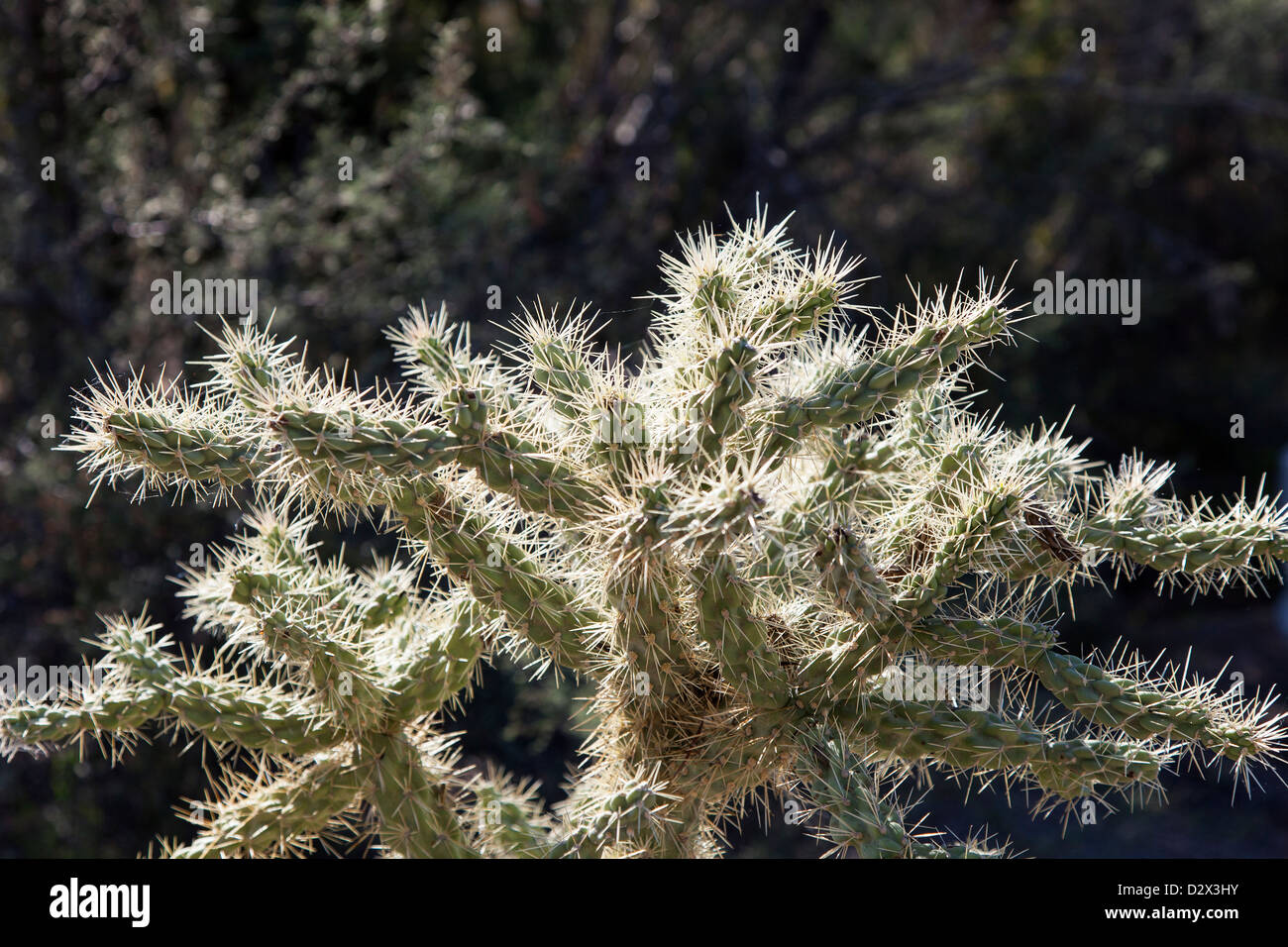 Staghorn Cholla Cactus in Saguaro N.P, Arizona, USA Stock Photo