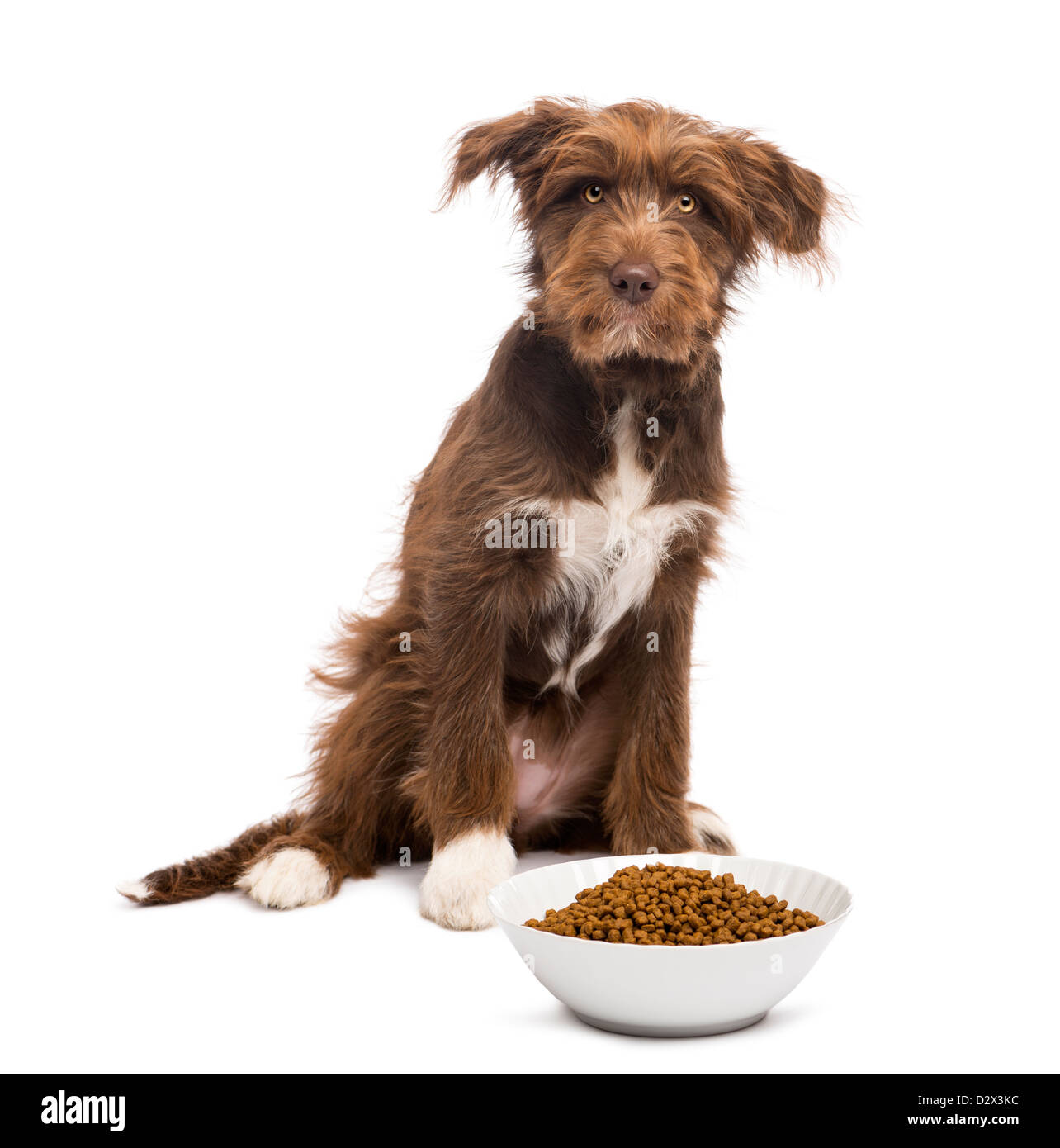 Crossbreed, 5 months old, sitting next to bowl of dog food against white background Stock Photo