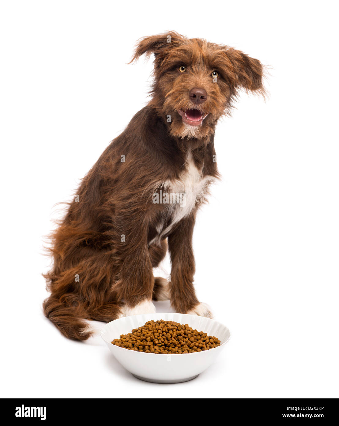 Crossbreed, 5 months old, sitting next to bowl of dog food against white background Stock Photo