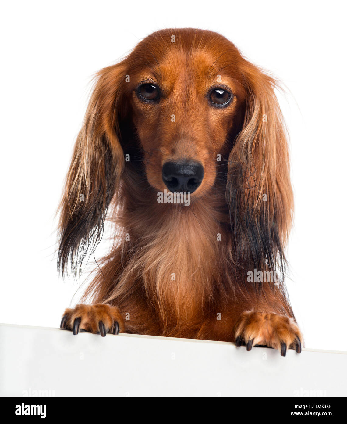 Dachshund, 4 years old, against white background Stock Photo