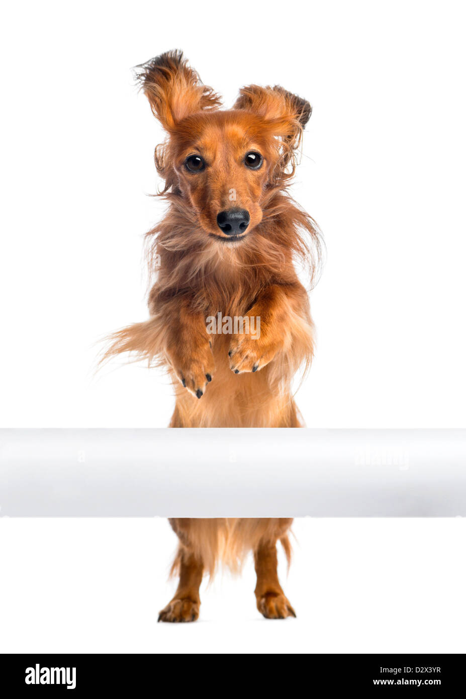 Dachshund, 4 years old, jumping over a white tube in front of white background Stock Photo