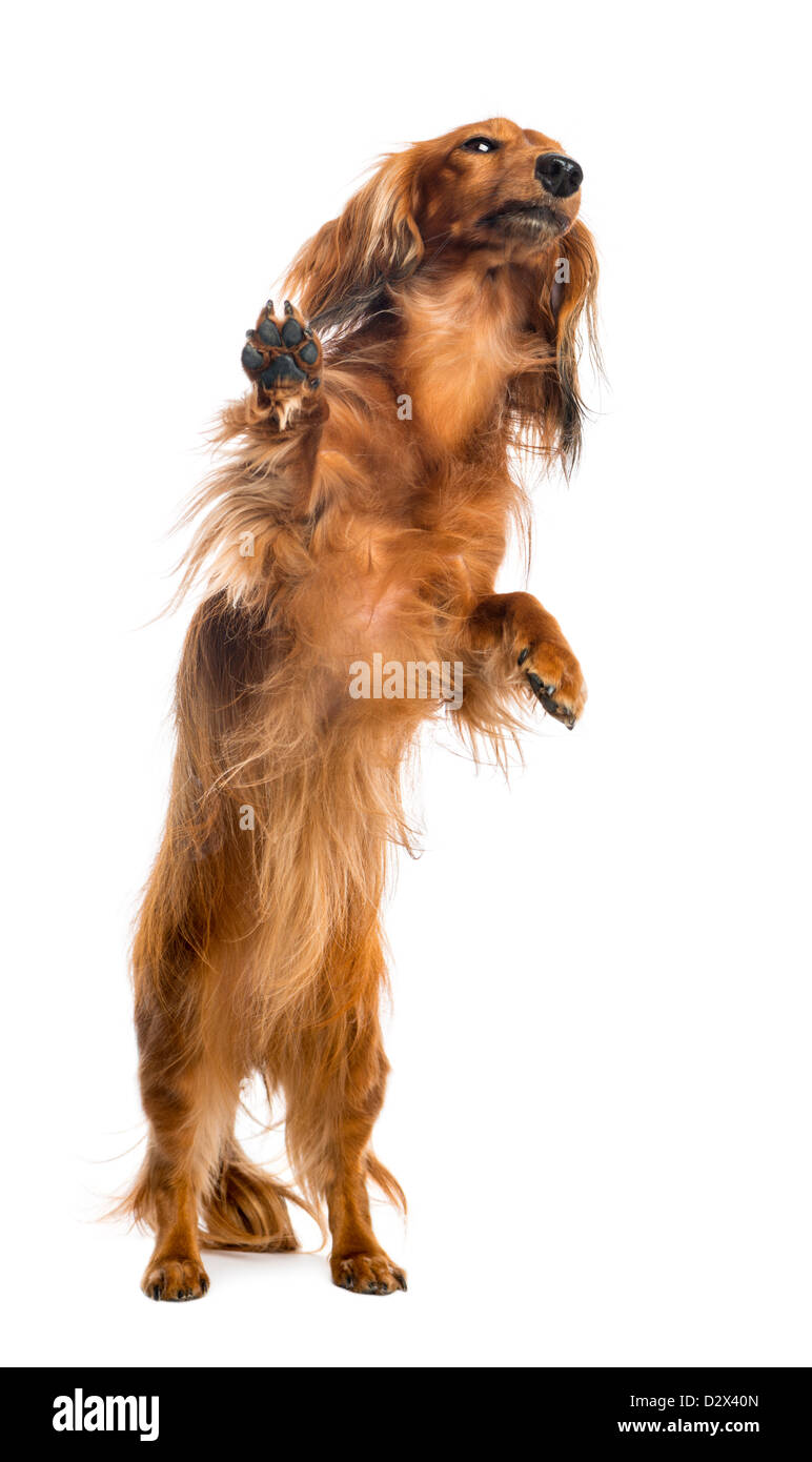 Dachshund, 4 years old, on hind legs, leaning against glass in front of white background Stock Photo