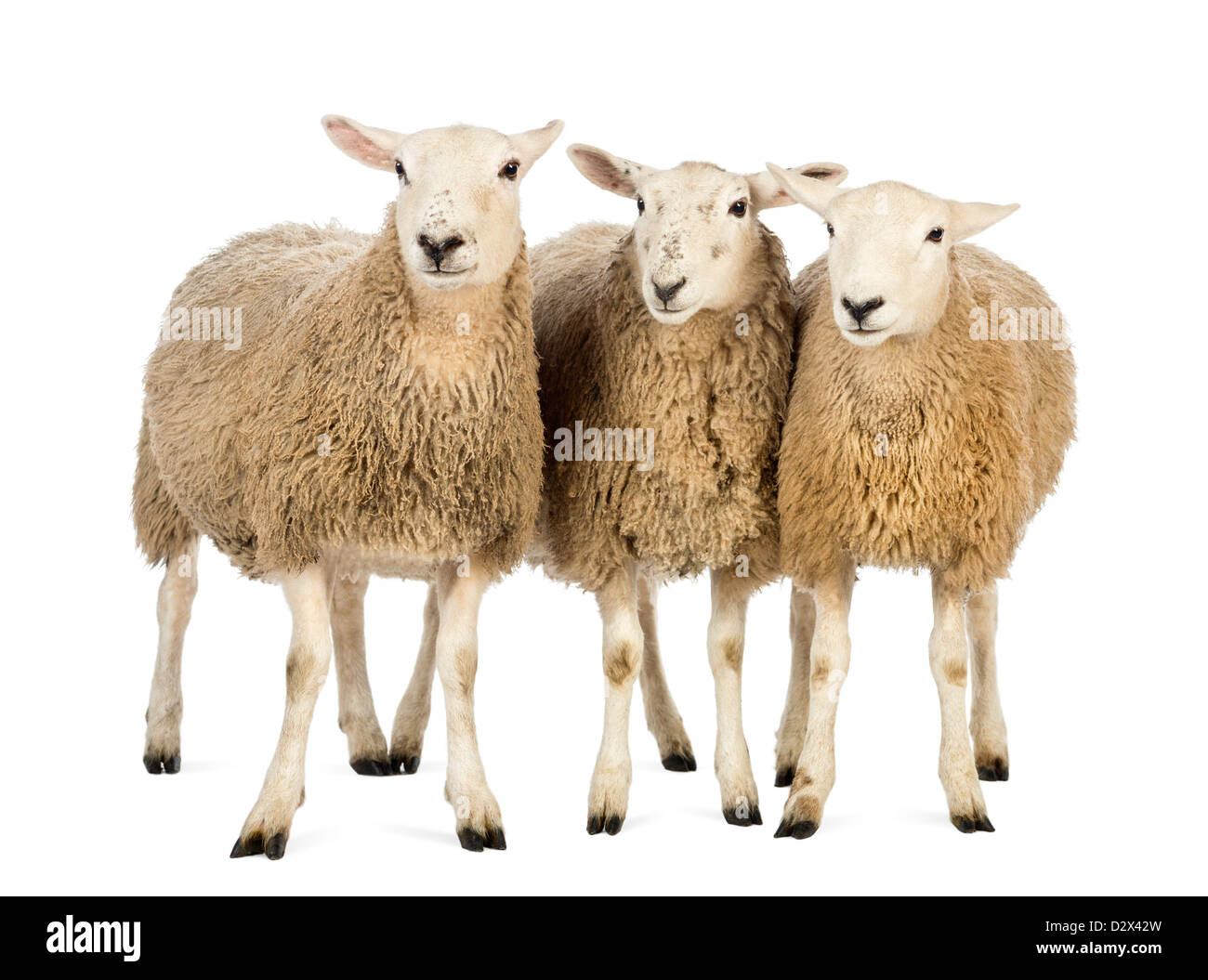 Three Sheep standing in front of white background Stock Photo