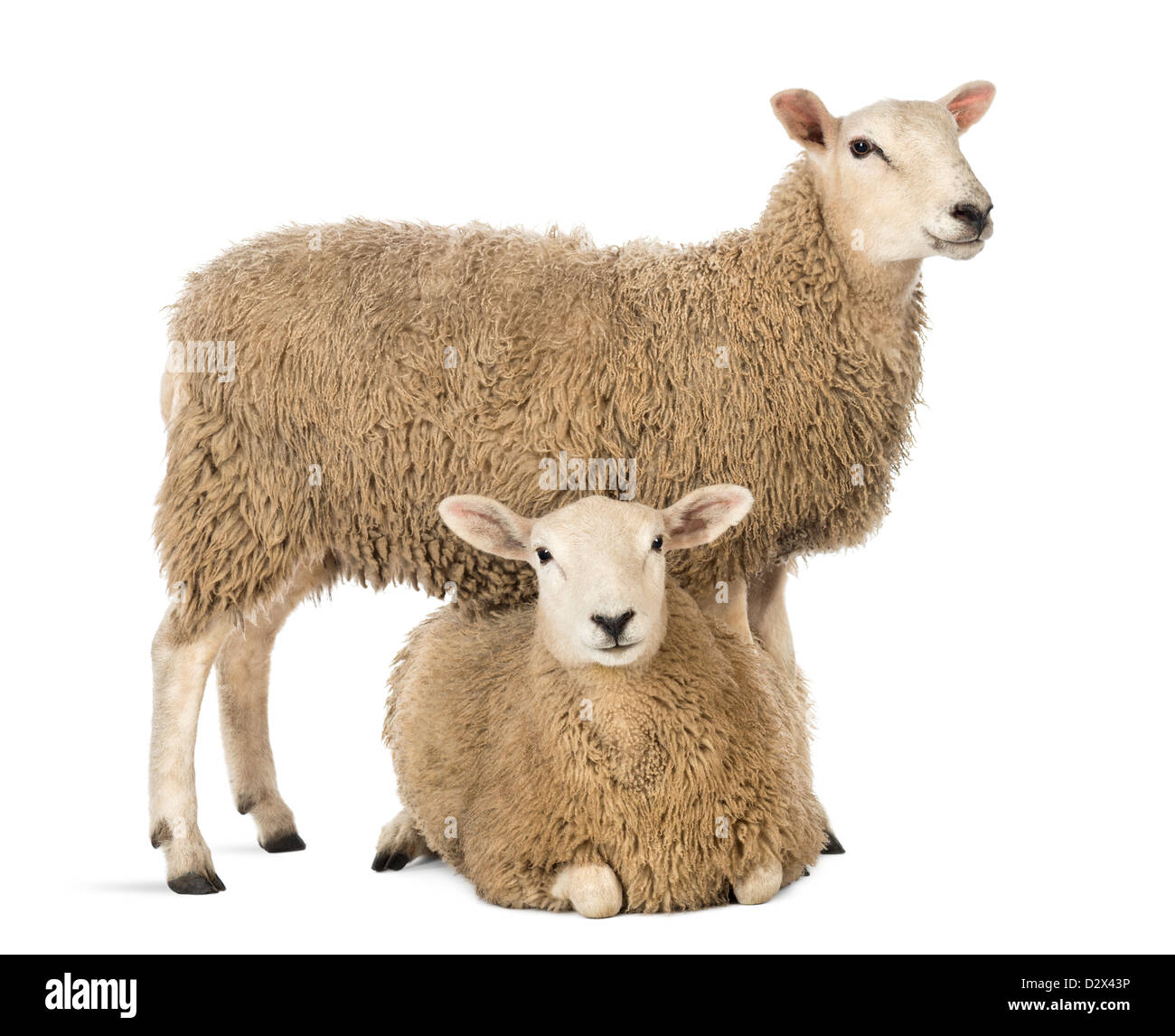 Sheep lying in front of a standing sheep in front of white background Stock Photo