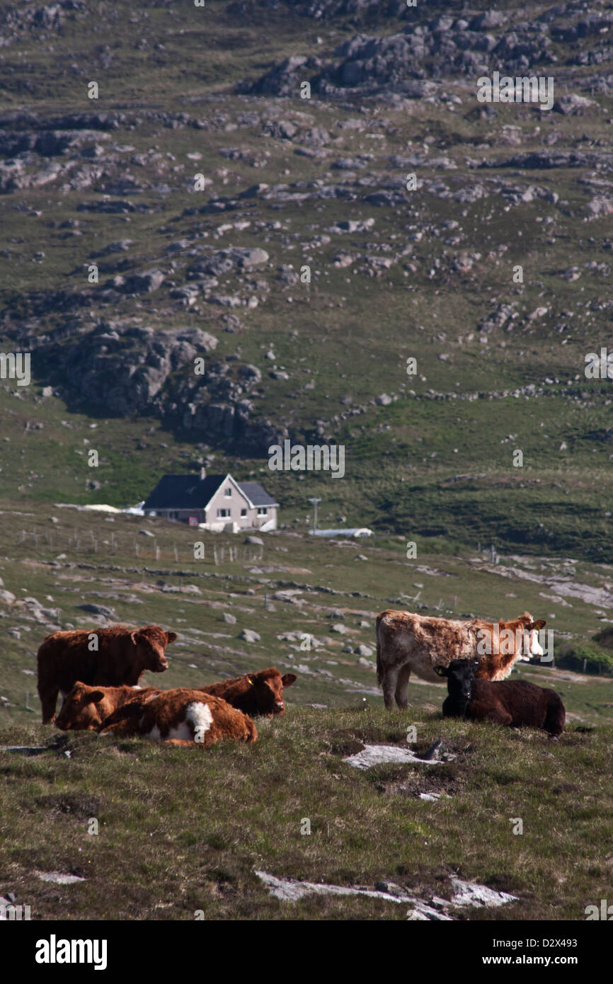 cattle grazing on a rocky pasture Isle of Barra, Outer Hebrides