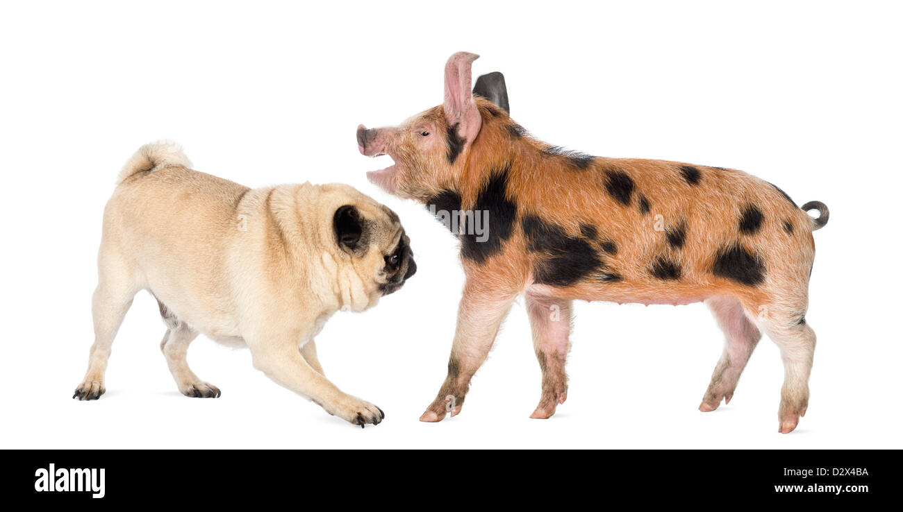 Oxford Sandy and Black piglet, 9 weeks old, playing with a Pug against white background Stock Photo