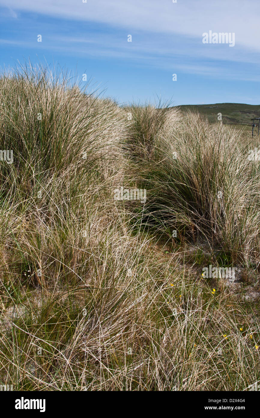 Isle of Barra, Outer Hebrides, Western Isles, Scotland, wild beach grasses along a dune path way Stock Photo