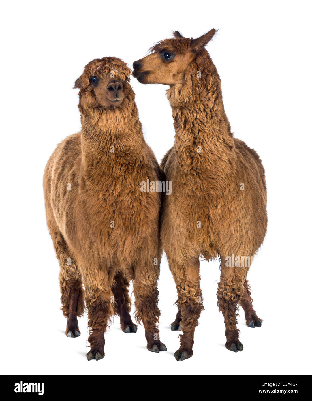 Alpaca, Vicugna pacos, whispering at another Alpaca's ear against white background Stock Photo