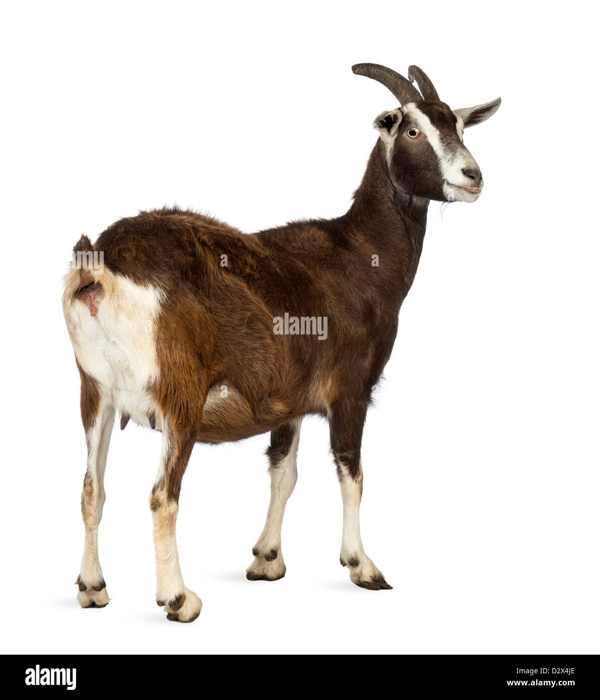 Rear view of Toggenburg goat looking at camera in front of white background Stock Photo