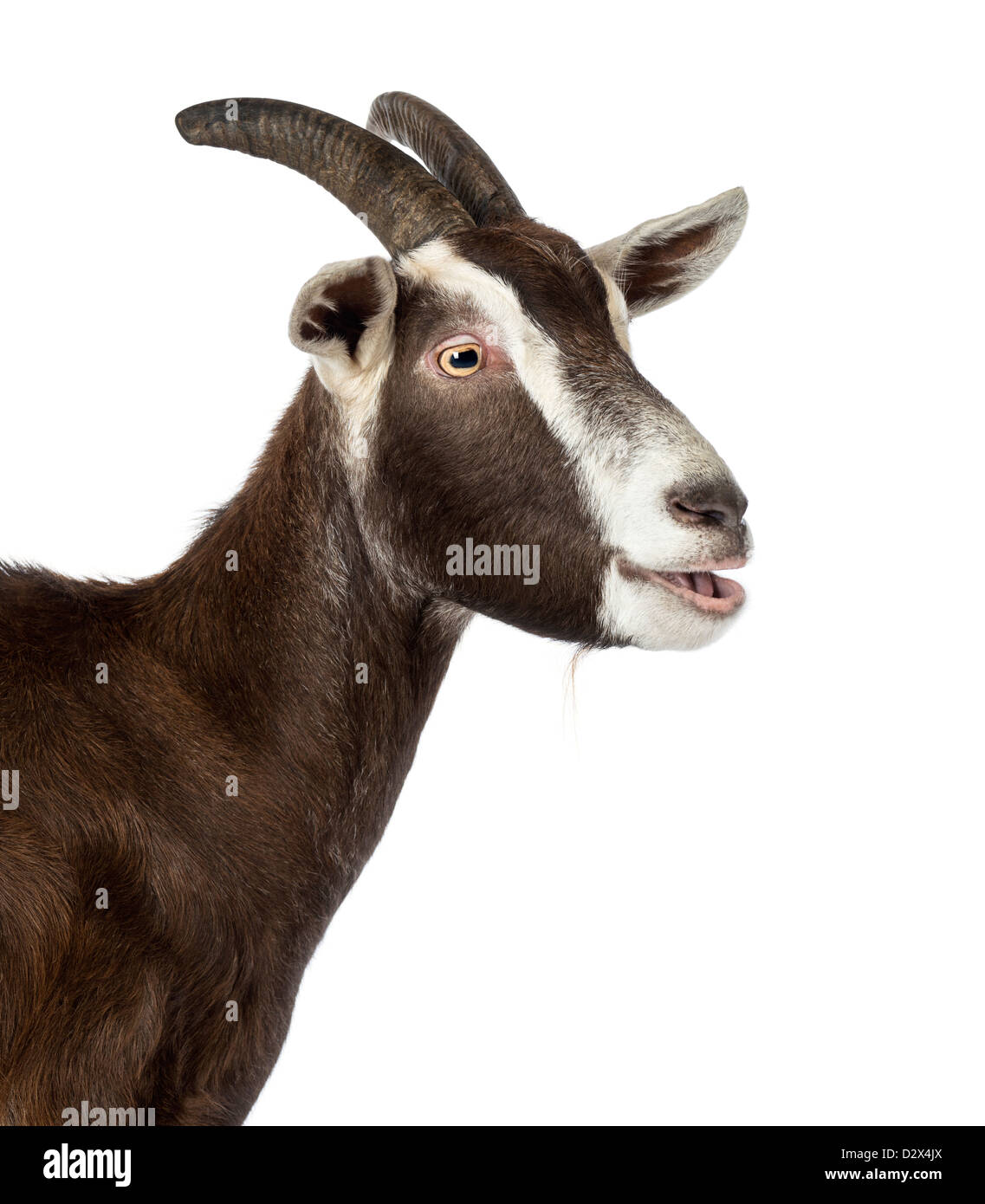 Close-up of a Toggenburg goat bleating in front of white background Stock Photo