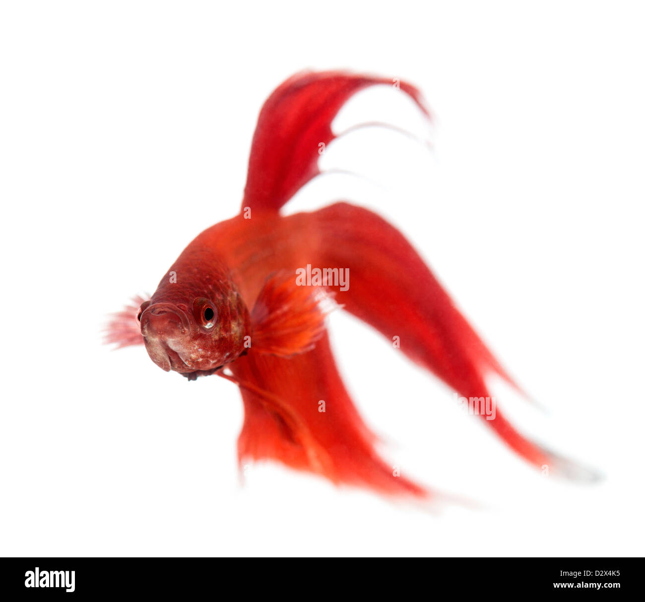 Front view of a Siamese fighting fish, Betta splendens, against white background Stock Photo