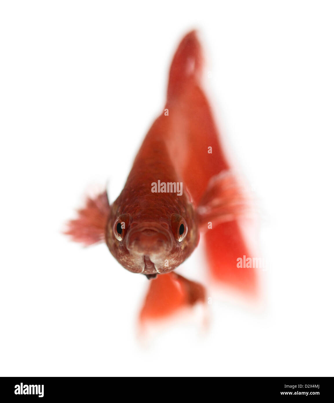 Front view of a Siamese fighting fish, Betta splendens, against white background Stock Photo