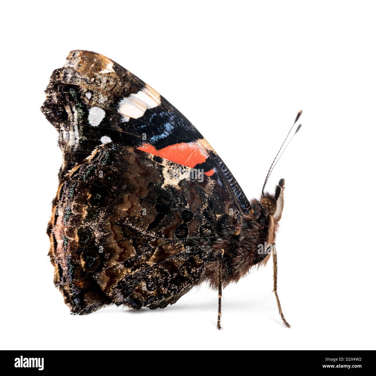 Side view of a Red Admiral butterfly, Vanessa atalanta, in front of white background Stock Photo