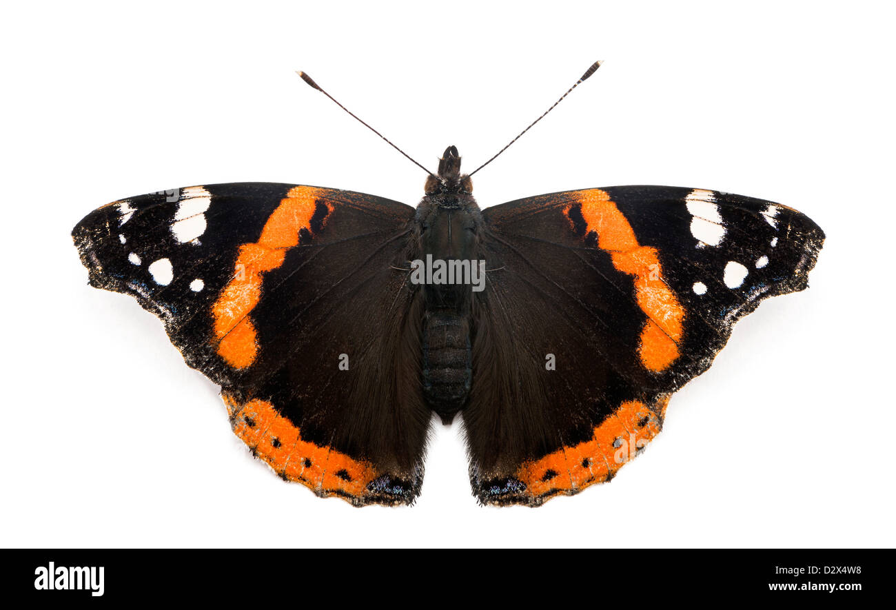 Top view of a Red Admiral butterfly, Vanessa atalanta, in front of white background Stock Photo