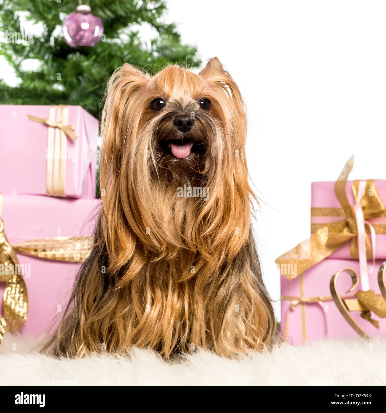 Yorkshire Terrier Dog In Christmas High Resolution Stock Photography And Images Alamy Yorkshire Terrier Dog In Christmas High Resolution Stock Photography And Images Alamy