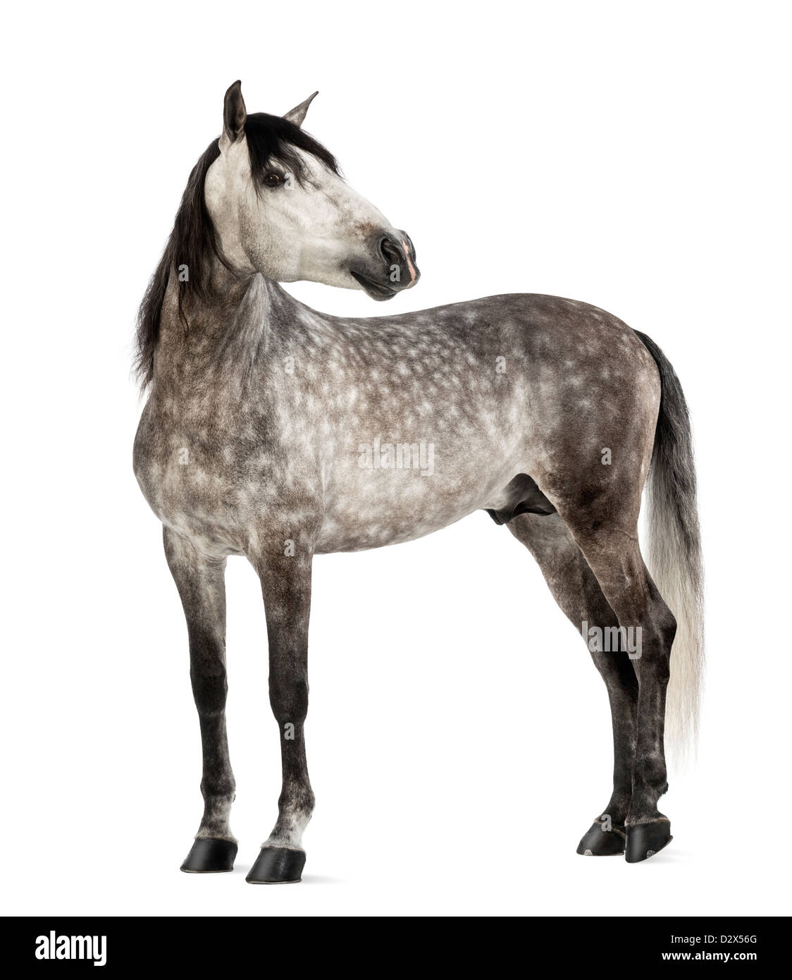 Andalusian looking away, 7 years old, also known as the Pure Spanish Horse or PRE, against white background Stock Photo