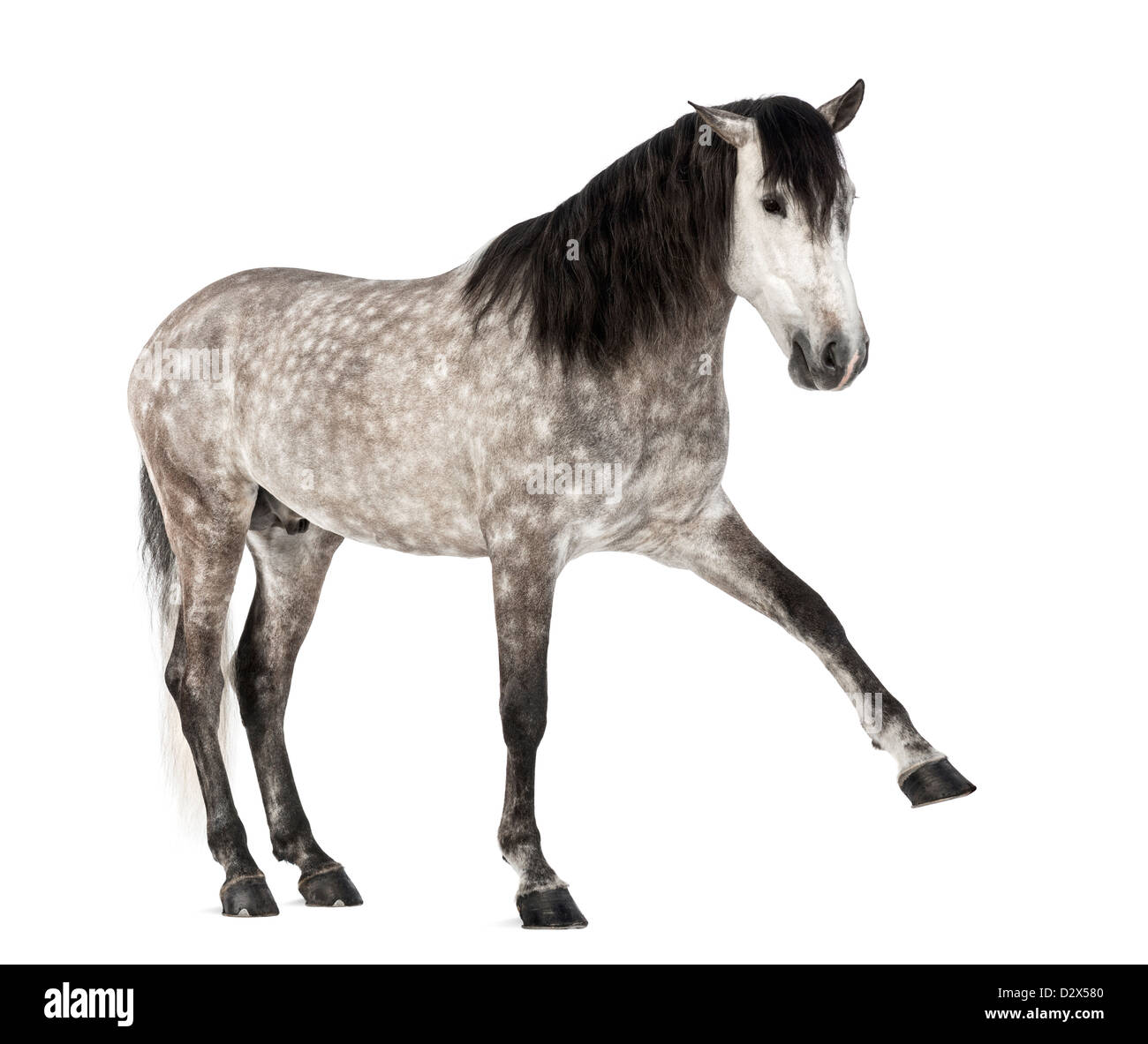 Andalusian raising leg, 7 years old, also known as the Pure Spanish Horse or PRE, against white background Stock Photo