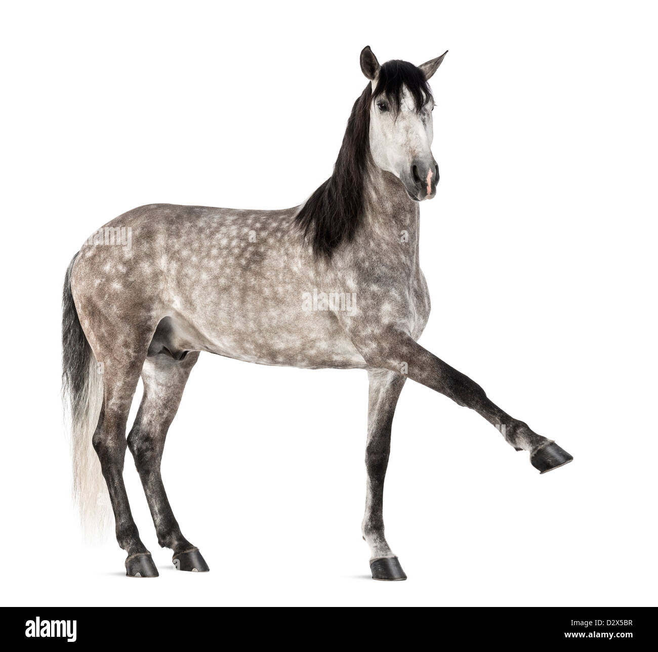 Andalusian raising leg, 7 years old, also known as the Pure Spanish Horse or PRE, portrait against white background Stock Photo