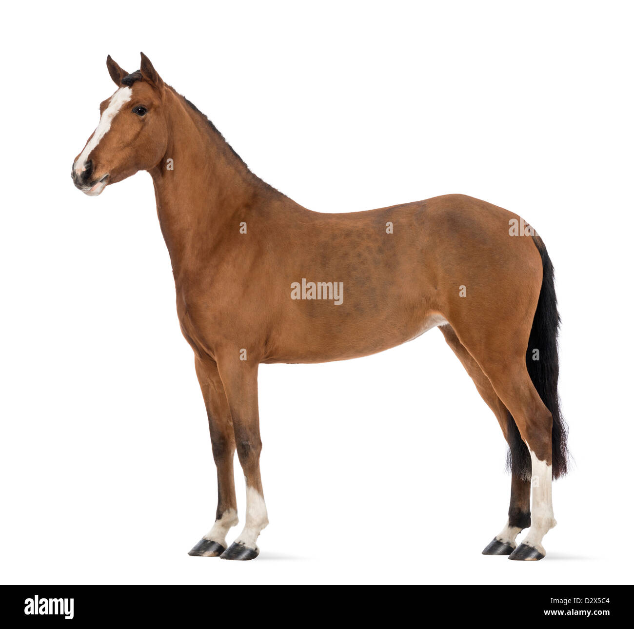 Side view of a Female Andalusian, 3 years old, also known as the Pure Spanish Horse or PRE, against white background Stock Photo