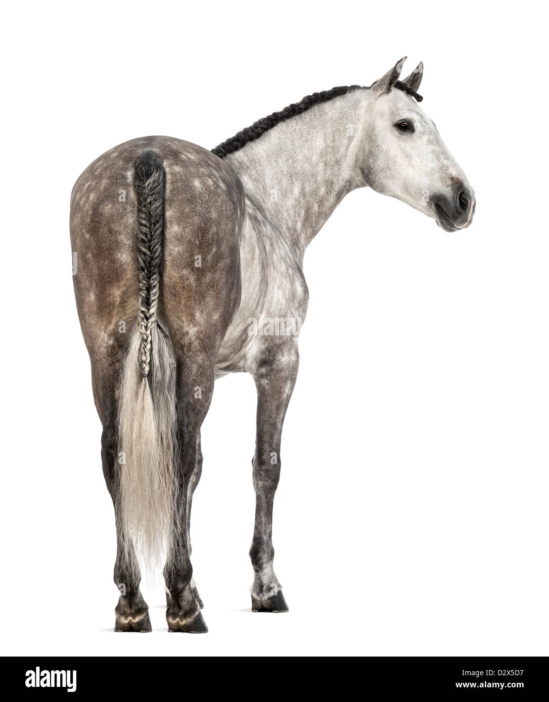 Rear view of an Andalusian, 7 years old, also known as the Pure Spanish Horse or PRE, looking back against white background Stock Photo